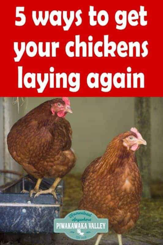 How to tell if your Chicken Stopped Laying Eggs and what you can do