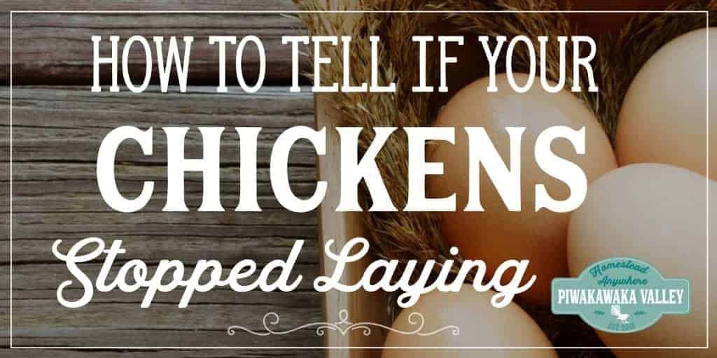 How to tell if your chicken has stopped laying and how you can get her laying eggs again fast.