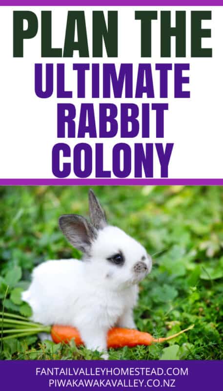 planning a rabbit colony setup promo image