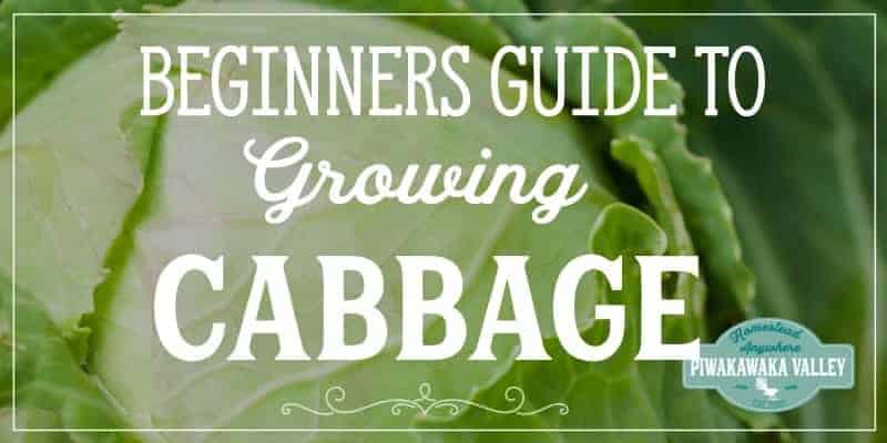 Are you new to gardening? Here is the beginners guide to growing cabbage for your vegetable garden, in step by step fashion, everything you need to know about planting cabbage in your backyard #vegetablegarden #piwakawakavalley