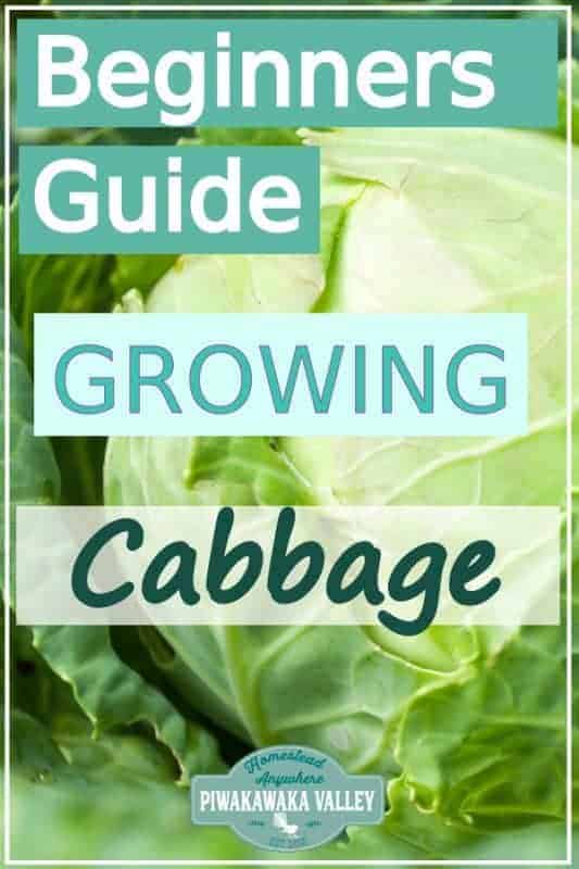 Are you new to gardening? Here is the beginners guide to growing cabbage for your vegetable garden, in step by step fashion, everything you need to know about planting cabbage in your backyard #vegetablegarden #piwakawakavalley