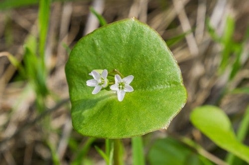 miners lettuce and why you might want to grow it in your garden