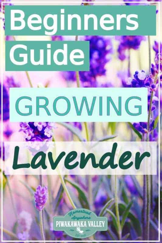 Are you new to gardening? Here is the beginners guide to growing lavender for your vegetable garden, in step by step fashion, everything you need to know about planting lavender in your backyard #vegetablegarden #piwakawakavalley