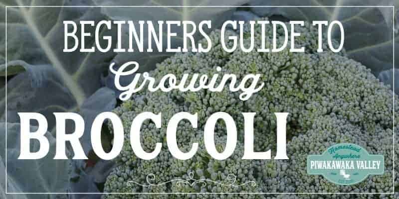 Are you new to gardening? Here is the beginners guide to growing broccoli for your vegetable garden, in step by step fashion, everything you need to know about planting broccoli in your backyard #vegetablegarden #piwakawakavalley