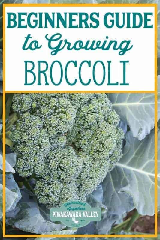 Are you new to gardening? Here is the beginners guide to growing broccoli for your vegetable garden, in step by step fashion, everything you need to know about planting broccoli in your backyard #vegetablegarden #piwakawakavalley