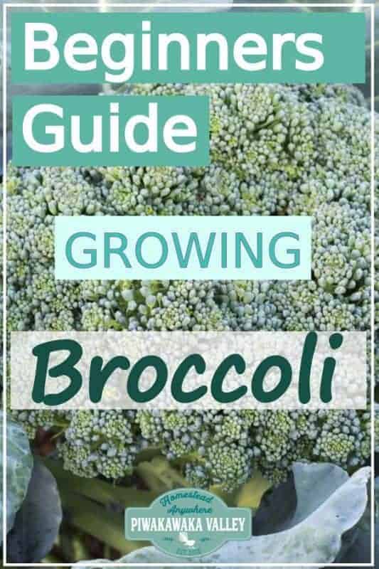 Are you new to gardening? Here is the beginners guide to growing broccoli for your vegetable garden, in step by step fashion, everything you need to know about planting broccoli in your backyard #vegetablegarden #piwakawakavalley