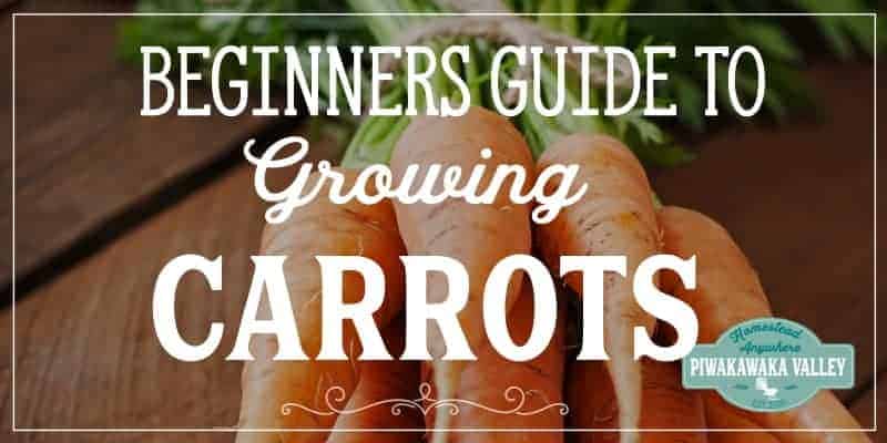 Are you new to gardening? Here is the beginners guide to growing carrots for your vegetable garden, in step by step fashion, everything you need to know about planting carrots in your backyard #vegetablegarden #piwakawakavalley