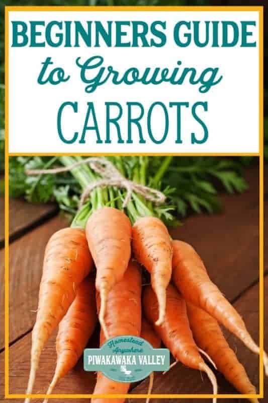 Are you new to gardening? Here is the beginners guide to growing carrots for your vegetable garden, in step by step fashion, everything you need to know about planting carrots in your backyard #vegetablegarden #piwakawakavalley