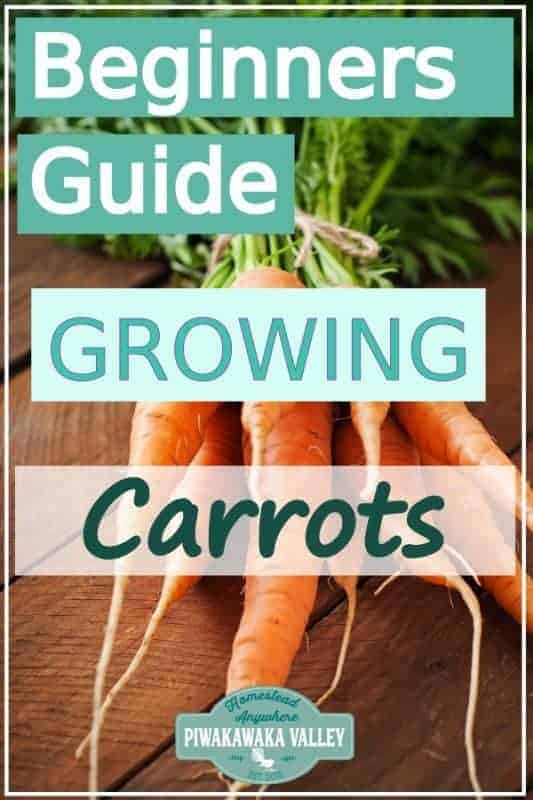 Are you new to gardening? Here is the beginners guide to growing carrots for your vegetable garden, in step by step fashion, everything you need to know about planting carrots in your backyard #vegetablegarden #piwakawakavalley