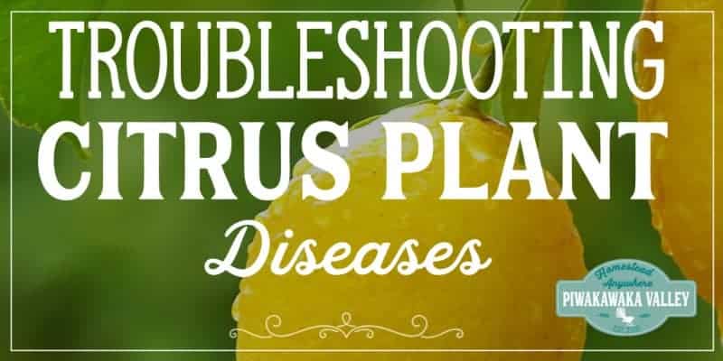 5 common diseases that affect all citrus trees including oranges, limes and lemons. If you are growing these fruits in your garden, this post is for you! Pin it for later #citrusplants #orchard #piwakawakavalley