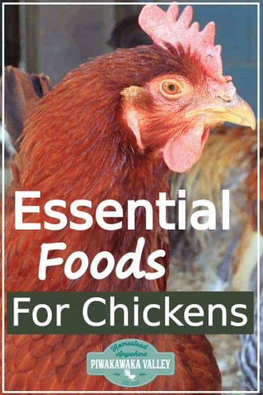 Feeding Chickens What do Chickens Eat? Safe Food List for Chickens
