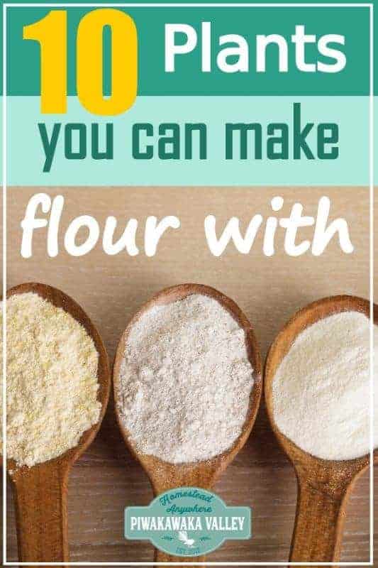 flour to grow at home, home grown plant based flours promo image