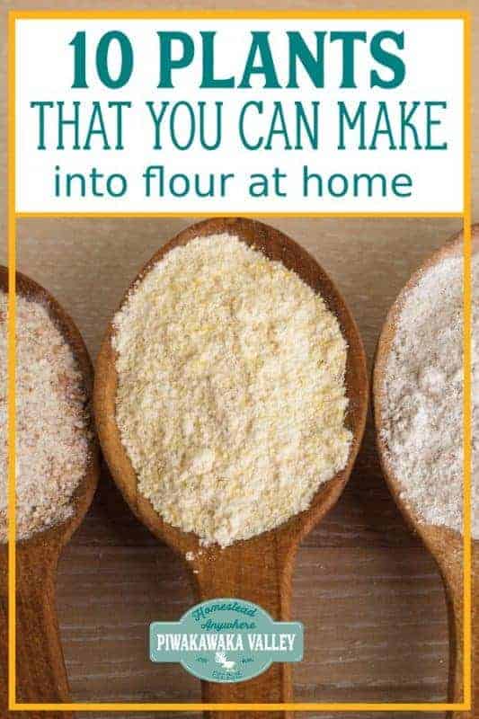 10 Plants you can Turn into Flour that you can Grow at Home