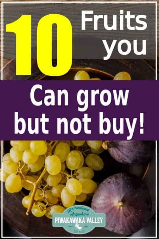 Not all fruit is sold in the store. Here are 10 delicious fruits that you can grow in your backyard that are not available commercially! Perfect for growing in a food forest or orchard #homesteads #urbanhomesteading #gardening #piwakawakavalley 