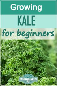 Kale is one of the easiest vegetable plants for beginners to grow! Here are step by step instructions on how to grow it in your vegetable or herb garden, or even in pots or containers. Get the full easy instructions in this beginner gardener guide #vegetablegardening #piwakawakavalley