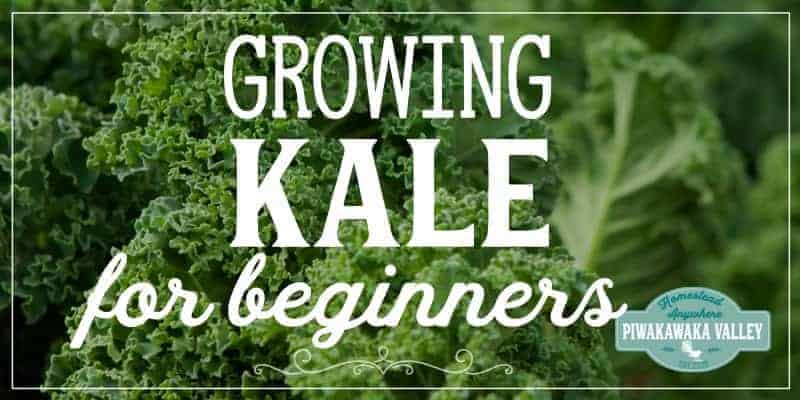 Kale is one of the easiest vegetable plants for beginners to grow! Here are step by step instructions on how to grow it in your vegetable or herb garden, or even in pots or containers. Get the full easy instructions in this beginner gardener guide #vegetablegardening #piwakawakavalley
