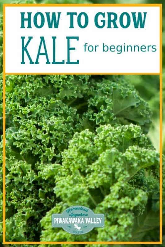 Kale is one of the easiest vegetable plants for beginners to grow! Here are step by step instructions on how to grow it in your vegetable or herb garden, or even in pots or containers. Get the full easy instructions in this beginner gardener guide #vegetablegardening #piwakawakavalley