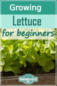 Lettuce is one of the easiest vegetable plants for beginners to grow! Here are step by step instructions on how to grow it in your vegetable or herb garden, or even in pots or containers. Get the full easy instructions in this beginner gardener guide #vegetablegardening #piwakawakavalley