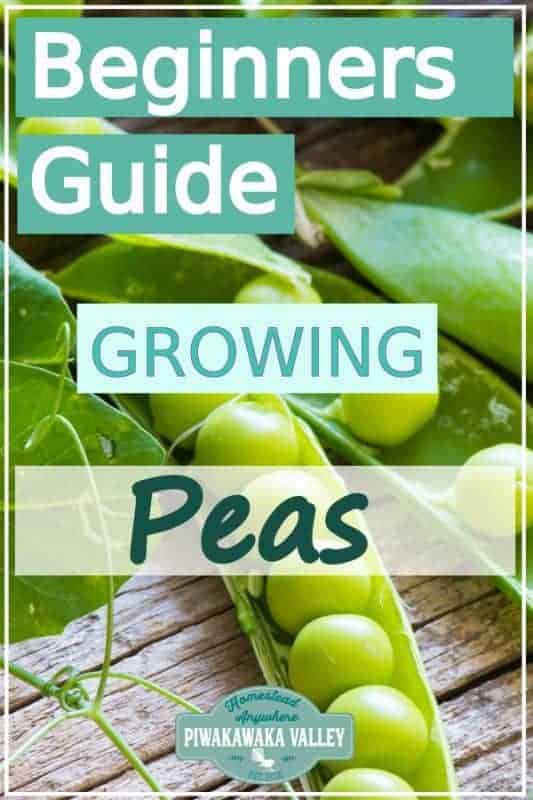 Are you new to gardening? Here is the beginners guide to growing peas for your vegetable garden, in step by step fashion, everything you need to know about planting peas in your backyard #vegetablegarden #piwakawakavalley
