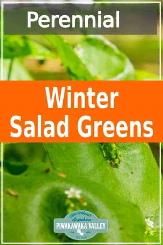 Here are some salad greens that you can plant now and have salad greens next winter! Perennial, self sowing and super tasty you should try these wild greens #forrage #piwakawakavalley