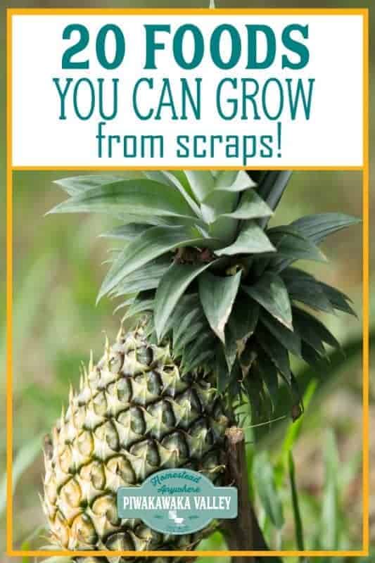20 Fruits or Vegetables that You can Grow from Scraps