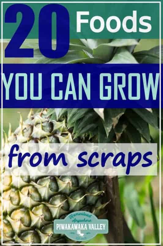 Grow food from scraps that you would usually throw away with these handy kitchen hacks. Easy to grow foods that you can try to grow at home #piwakawakavalley