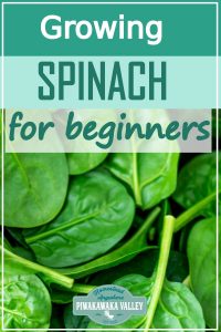 Spinach is one of the easiest vegetable plants for beginners to grow! Here are step by step instructions on how to grow it in your vegetable or herb garden, or even in pots or containers. Get the full easy instructions in this beginner gardener guide #vegetablegardening #piwakawakavalley