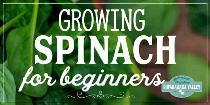 Spinach is one of the easiest vegetable plants for beginners to grow! Here are step by step instructions on how to grow it in your vegetable or herb garden, or even in pots or containers. Get the full easy instructions in this beginner gardener guide #vegetablegardening #piwakawakavalley