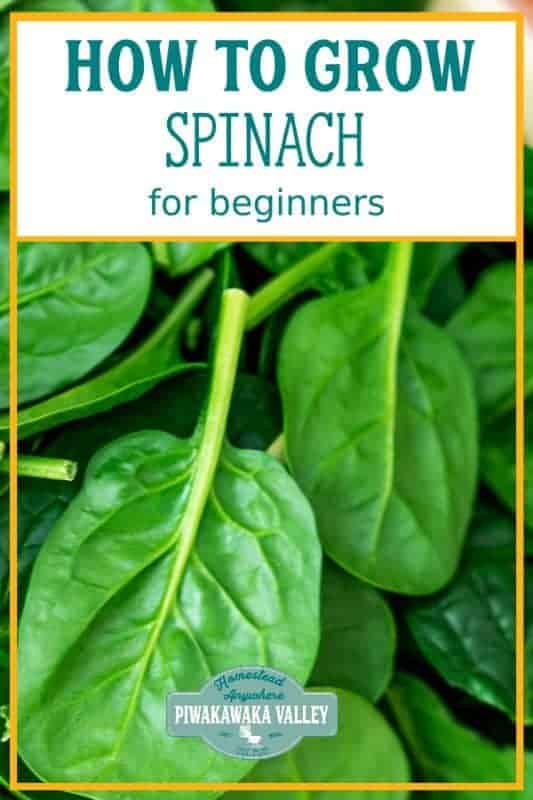 Spinach is one of the easiest vegetable plants for beginners to grow! Here are step by step instructions on how to grow it in your vegetable or herb garden, or even in pots or containers. Get the full easy instructions in this beginner gardener guide #vegetablegardening #piwakawakavalley