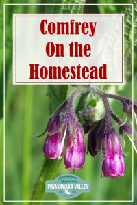 Are you thinking about growing comfrey in your herb garden this season? You should! Here is everything you need to know about growing and using comfrey around the homestead and in herbal remedies #piwakawakavalley