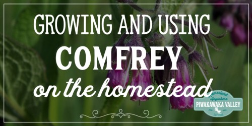 Are you thinking about growing comfrey in your herb garden this season? You should! Here is everything you need to know about growing and using comfrey around the homestead and in herbal remedies #piwakawakavalley