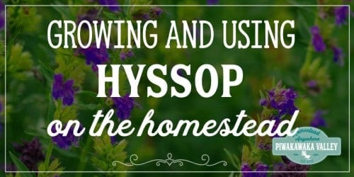 Growing and using hyssop the herb on the homestead and in your herb garden in your backyard. #piwakawakavalley