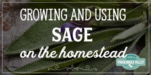 Are you thinking about growing sage in your herb garden this season? You should! Here is everything you need to know about growing and using sage around the homestead and in herbal remedies #piwakawakavalley