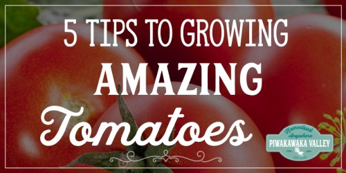 Growing tomatoes isn't the easiest. Here are some useful, practical tips for improving your tomato harvest this growing season. #piwakawakavalley