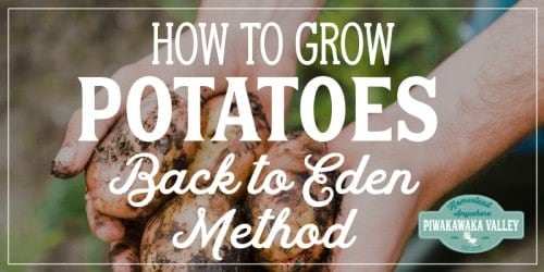 Learn these great gardening tips, from a seasoned gardener. Growing potatoes using the back to Eden method of gardening is by far the easiest way to get a good crop of potatoes for beginner gardeners. Follow this step by step guide to growing a good crop of spuds in your vegetable garden this season