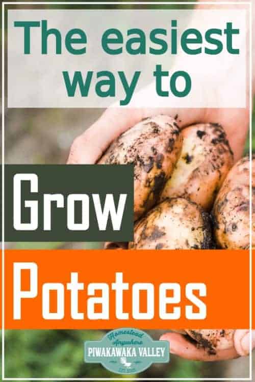 Learn these great gardening tips, from a seasoned gardener. Growing potatoes using the back to Eden method of gardening is by far the easiest way to get a good crop of potatoes for beginner gardeners. Follow this step by step guide to growing a good crop of spuds in your vegetable garden this season 