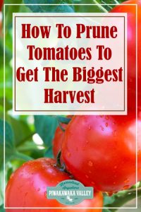 Pruning tomatoes correctly can be so confusing when you are a beginner gardener. Here is a step by step guide to pruning tomatoes correctly for a bumper crop of toms in your garden this coming season #vegetablegardening #piwakawakavalley