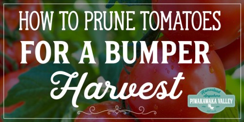 Pruning tomatoes correctly can be so confusing when you are a beginner gardener. Here is a step by step guide to pruning tomatoes correctly for a bumper crop of toms in your garden this coming season #vegetablegardening #piwakawakavalley