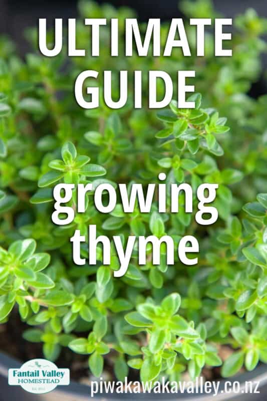 How to grow Thyme for Beginners: 7 Top tips to ensure success