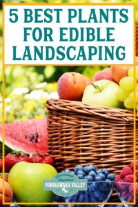 Edible landscaping, when designed well, also saves time on yard work and helps to give you control of your food supply.It is also a good eco-friendly way of eating, because growing your own fruits enables you to cut down on the use of fuel and all the nasties that come with commercial agriculture.