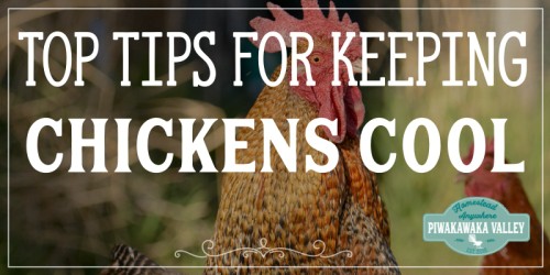7 Top Tips on How to Keep your Chickens Cool