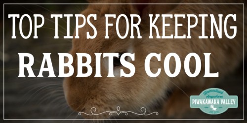 8 Top Tips To Keep Rabbits Cool This Summer
