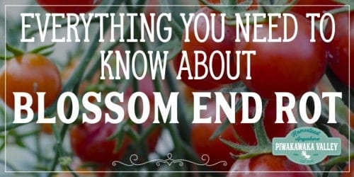Blossom end rot affects all sorts of plants including tomatoes, cucumbers, and zucchini. Luckily blossom end rot is easy to diagnose and easy to treat in your backyard garden, tunnel house, or green house. #piwakawakavalley