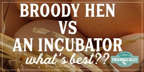 What is the best way to hatch chicken eggs? Broody Hen vs An Incubator? If you are raising chickens in your backyard and would like to hatch baby chicks here is a pros and cons of using a hen or a machine to do it #piwakawakavalley