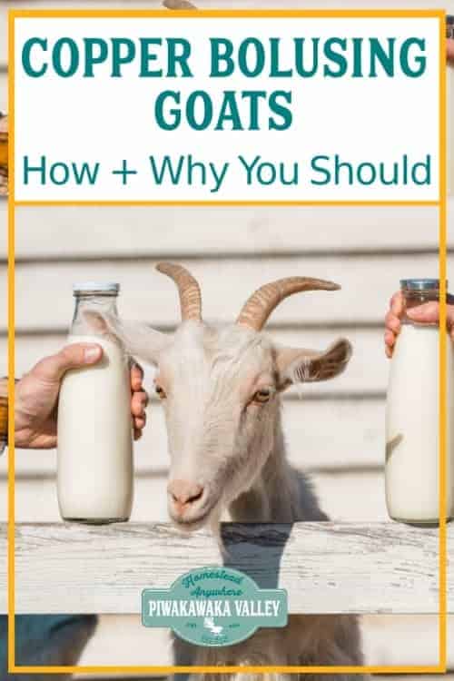 Copper Bolusing Your Goats How Much, Why, And When