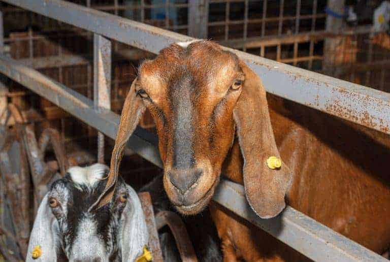 The Best Dairy Goat Breeds For Beginners