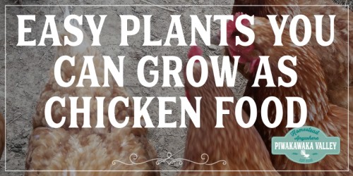 Easy Plants You Can Grow As Chicken Food to save money and to make your chicken eggs delicious! Making your own chicken feed is easy when you know how. #piwakawakavalley