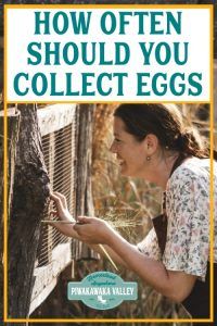 How Often Should You Collect Chicken Eggs 