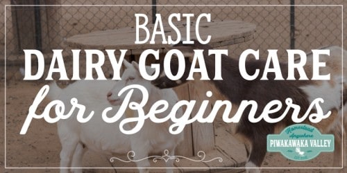 Just as it is the case with cows, the environment, the food, and the care you give the dairy goats will influence the milk production. Here we will explore the basics goat care for successful goat keeping and milk production.Once you have chosen your favorite goat breed for milking you will need to plan for how to care for them properly. #piwakawakavalley