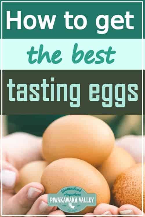 What To Feed Chickens To Get The Best Tasting Eggs promo image